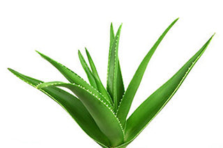 Calms and Supports Skin Barrier